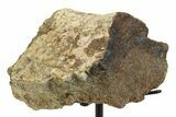Fossil Sauropod Limb Bone Section with Metal Stand - Colorado #350614-2